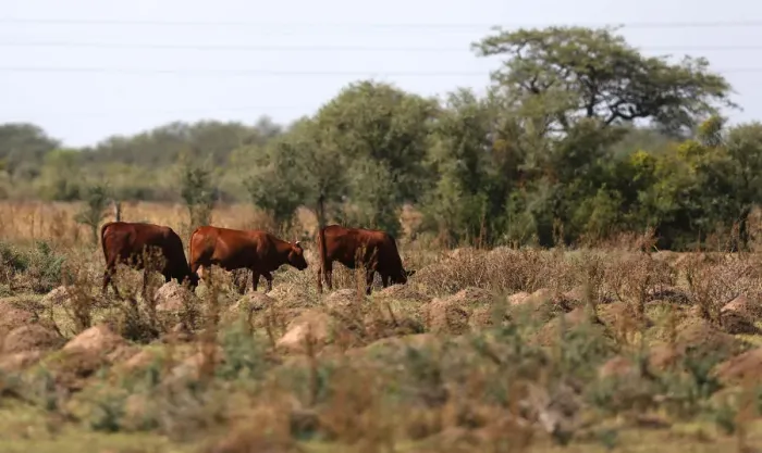 Framed Print : Cows graze in a farm near Ceres Framed Print : Cows graze in a farm near Ceres