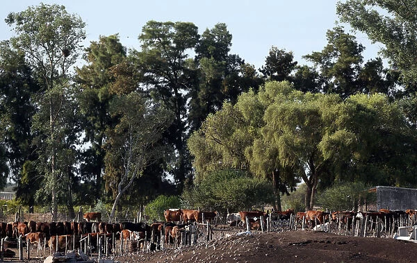 Cows graze on a farm near Santiago del Estero