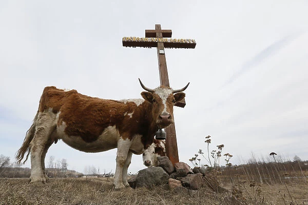 Cows graze next to an Orthodox cross near the Siberian village of Balakhta