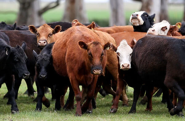 Cows are seen in a farm in Azul, in Buenos Aires