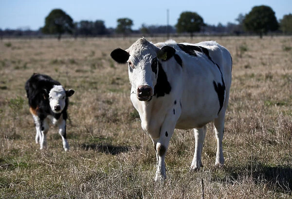 Cows are seen in a farm in Lujan, on the outskirts of Buenos Aires