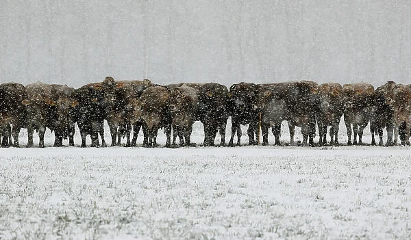 Cows are seen during snowfalls near Landquart