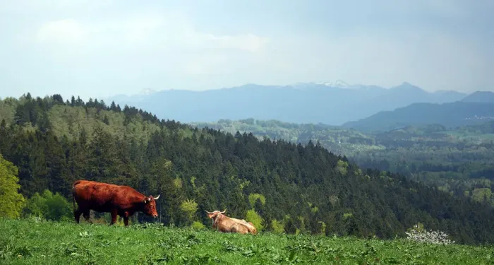 Framed Print : Cows stand on a field on top of the Taubenberg mountain near Warngau
