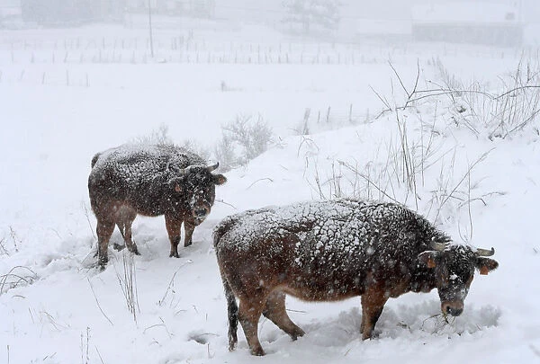 Cows stand during snow blizzard in Pajares