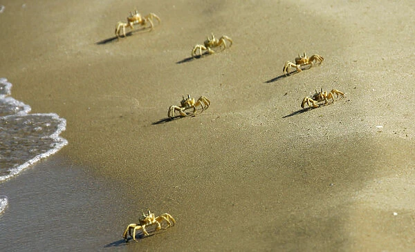 Crabs advance towards the sea at a beach in Port city of Sidon, southern Lebanon