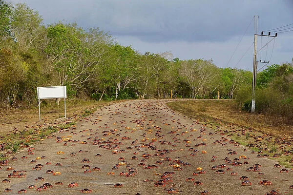 Crabs coming from the surrounding forests cross a highway on their way to spawn in the