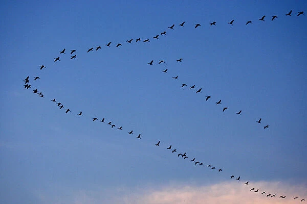 Cranes fly over Hungarys great plain at Hortobagy national park
