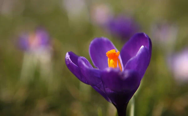 A crocus is pictured in a park in Duesseldorf