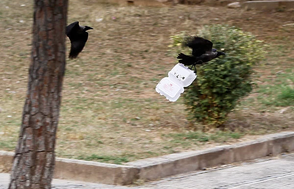 A crow carrying litter is chased by another in Islamabad