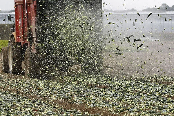 Cucumbers are spread on a field as fertilizer by French farmers who are unable to sell