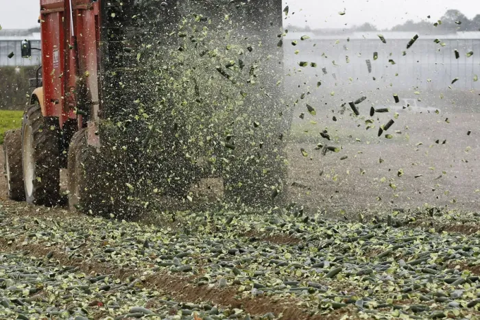 Framed Print : Cucumbers are spread on a field as fertilizer by French farmers who are unable to sell Framed Print : Cucumbers are spread on a field as fertilizer by French farmers who are unable to sell