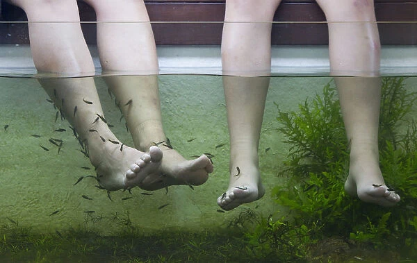 Customers rest their feet in a tank containing doctor fish at a fish spa inside a