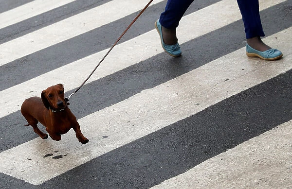 A Dachshund walks on a zebra crossing as it arrives for the second day of the Crufts Dog