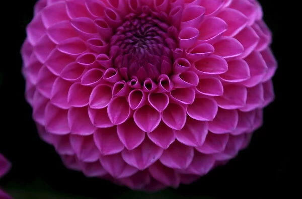 A dahlia is seen on display on the opening day of the Harrogate Autumn Flower Show in Harrogate