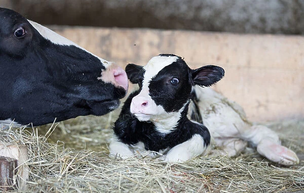 A dairy cow cleans her newly born calf on a dairy farm in Saint-Valerien-de-Milton