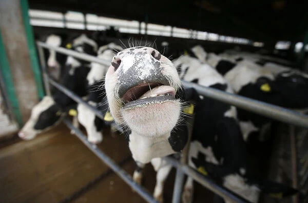Dairy cows are seen at a farm in Dobanovci near Belgrade