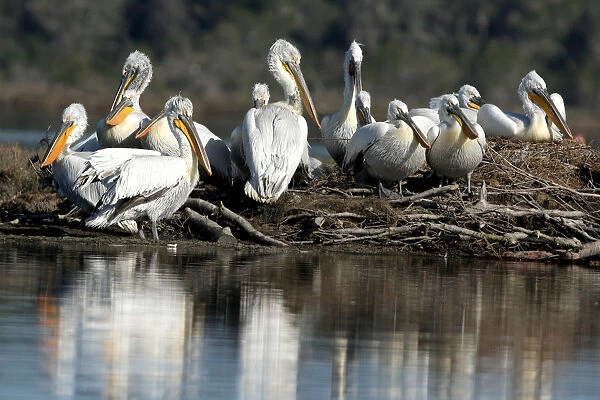 Dalmatian Pelicans (Pelecanus crispus) are pictured in the Divjake-Karavasta lagoon