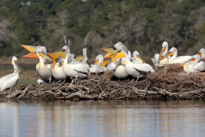 Framed Print : Dalmatian Pelicans (Pelecanus crispus) are pictured in the Divjake-Karavasta lagoon Framed Print : Dalmatian Pelicans (Pelecanus crispus) are pictured in the Divjake-Karavasta lagoon