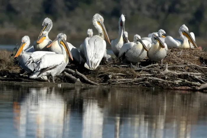 Framed Print : Dalmatian Pelicans (Pelecanus crispus) are pictured in the Divjake-Karavasta lagoon Framed Print : Dalmatian Pelicans (Pelecanus crispus) are pictured in the Divjake-Karavasta lagoon