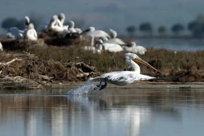 Framed Print : Dalmatian Pelicans (Pelecanus crispus) are pictured in the Divjake-Karavasta lagoon