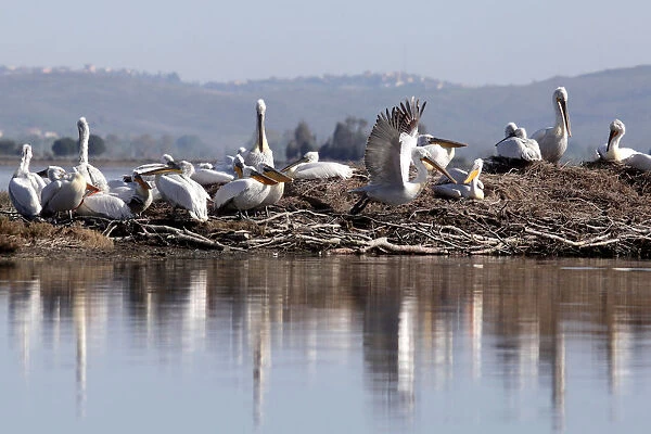 Dalmatian Pelicans are pictured in the Divjake-Karavasta lagoon National Park in Divjaka