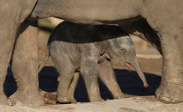 The three day old baby male Asian Elephant stands beneath its mothers legs in their