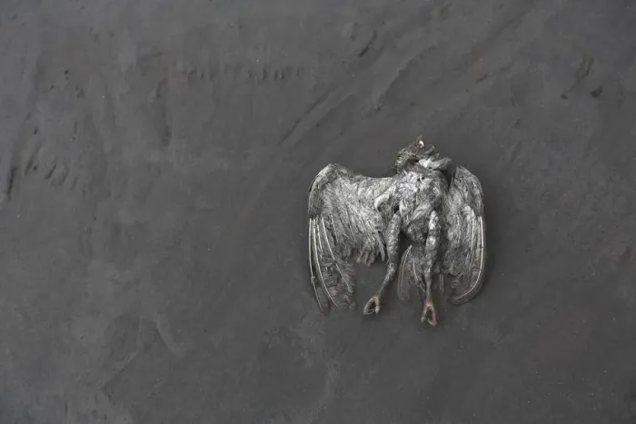 Framed Print : A dead bird lies on the ash-covered ground from a Mount Sinabung eruption at Kuta Rakyat Framed Print : A dead bird lies on the ash-covered ground from a Mount Sinabung eruption at Kuta Rakyat