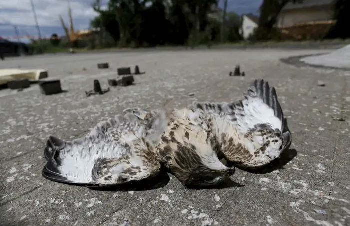 Framed Print : A dead bird of prey lies in the road next to debris following a tornado in Framersheim Framed Print : A dead bird of prey lies in the road next to debris following a tornado in Framersheim