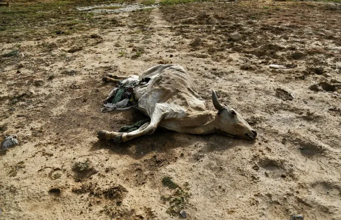 Framed Print : A dead cow is seen at a partially dried-up lake in Arjunpura village in Ajmer Framed Print : A dead cow is seen at a partially dried-up lake in Arjunpura village in Ajmer