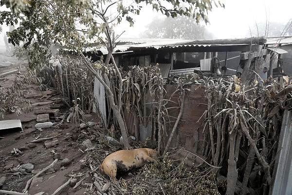 A dead dog is seen at an area affected by the eruption of Fuego volcano in San Miguel Los