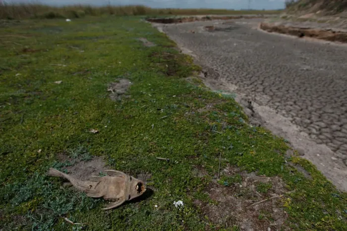 Framed Print : Dead fish is seen at dried-up creek bed in a drought-affected area near Chivilcoy