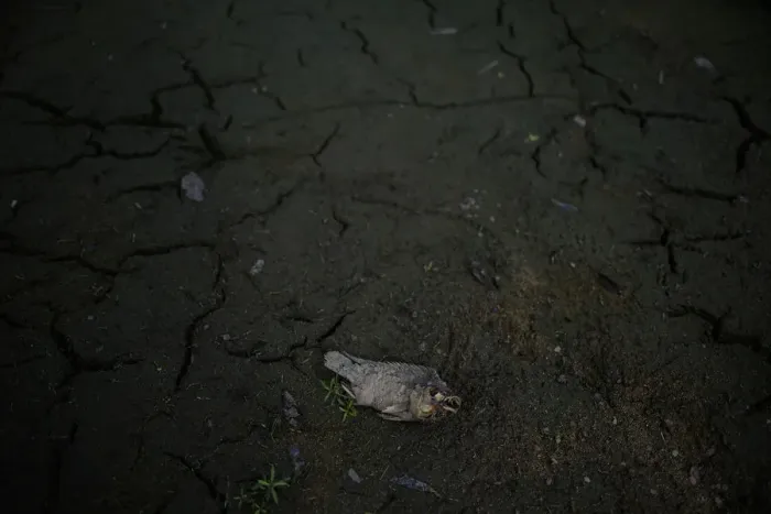 Framed Print : A dead fish is seen in a dry pond in a village of Menhai county Framed Print : A dead fish is seen in a dry pond in a village of Menhai county