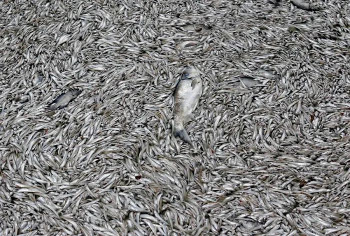 Framed Print : Dead fish are seen floating in the polluted West Lake in Hanoi Framed Print : Dead fish are seen floating in the polluted West Lake in Hanoi