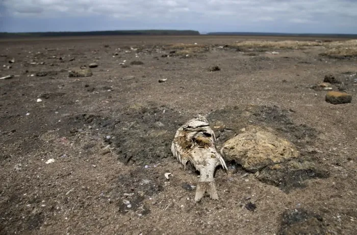 Framed Print : Dead fish are seen as Lake St Lucia is almost completely dry due to drought conditions in
