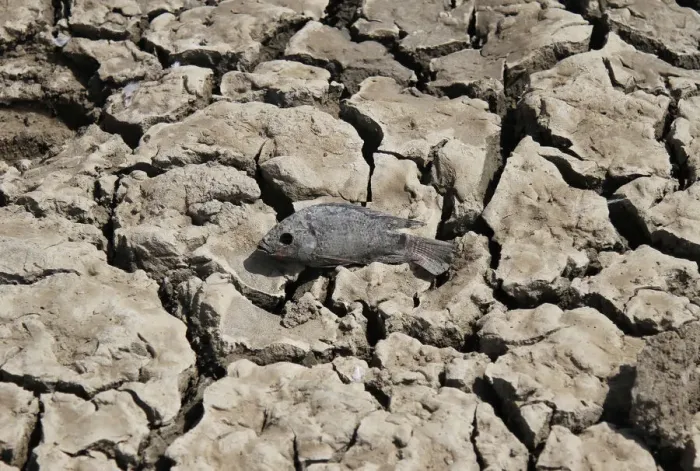 Framed Print : A dead fish is seen at the partially dried-up Choursiyavas lake on the outskirts of Ajmer