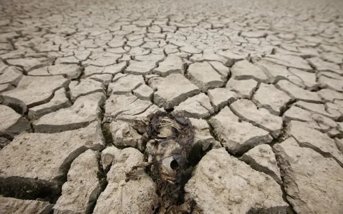 Framed Print : A dead fish is seen at a storing reservoir cracked by prolonged drought in Siheung Framed Print : A dead fish is seen at a storing reservoir cracked by prolonged drought in Siheung