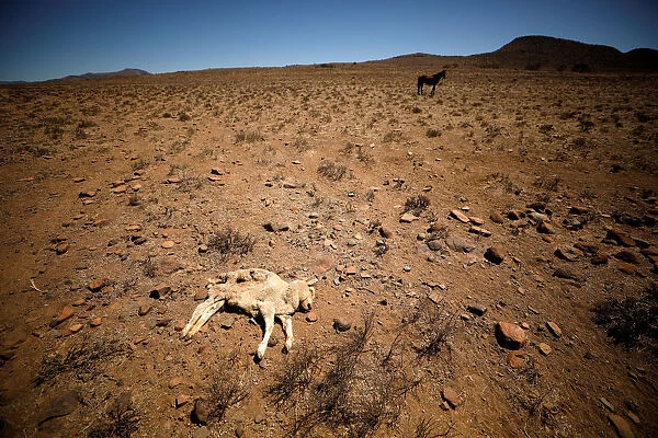 Dead lamb lies in the veld on a farm near drought-stricken Graaff-Reinet