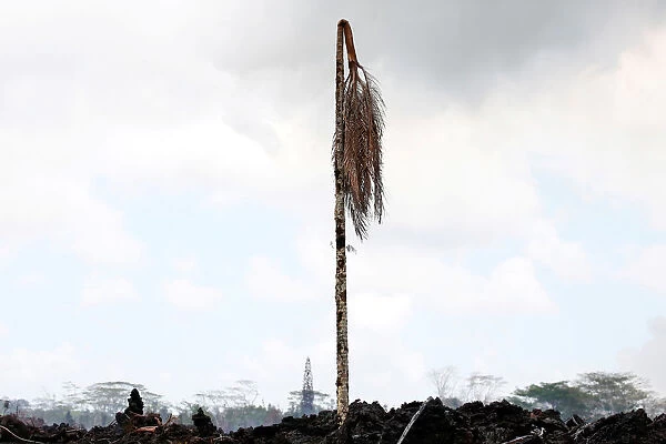 A dead palm tree stands in a lava flow in the Leilani Estates subdivision during ongoing