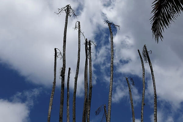 Dead palm trees are seen at the botanical garden in Caracas