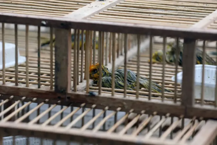 Framed Print : Dead saffron finch birds are seen in cages, after Peruvian authorities rescued over 500 Framed Print : Dead saffron finch birds are seen in cages, after Peruvian authorities rescued over 500