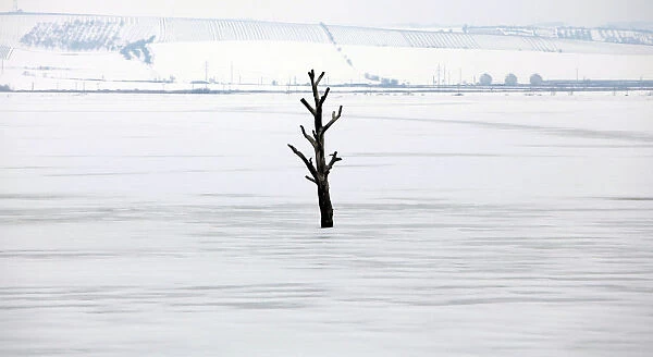 A dead tree is seen amid the frozen water of the Nove Mlyny dam near the city of Hustopece