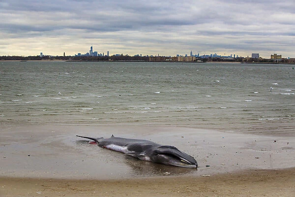 A deceased beached whale lies on a beach with the skyline of New York rising behind it in