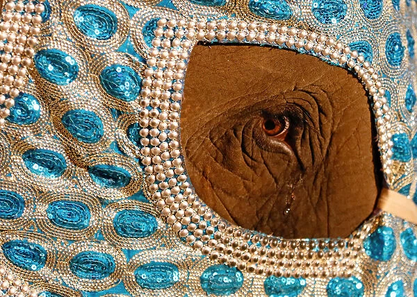 A decorated elephant walks during the annual Navam Perahera