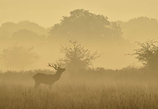 A deer barks in the early morning mist in Richmond Park in south west London