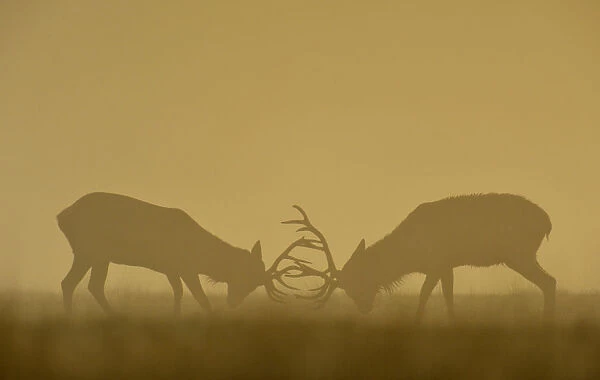 Two deer clash antlers during an early, autumn, misty morning in Richmond Park, south
