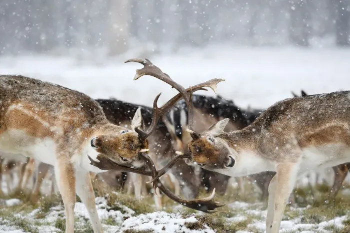 Framed Print : Deer clash antlers as snow falls in Richmond Park in London Framed Print : Deer clash antlers as snow falls in Richmond Park in London