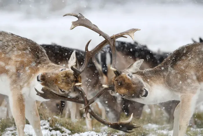 Framed Print : Deer clash antlers as snow falls in Richmond Park in London