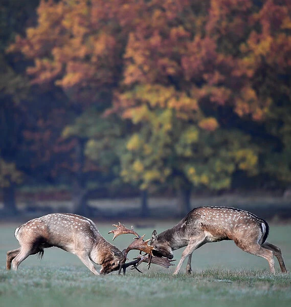 Deer clash as they fight during the rutting season in Richmond Park, west London