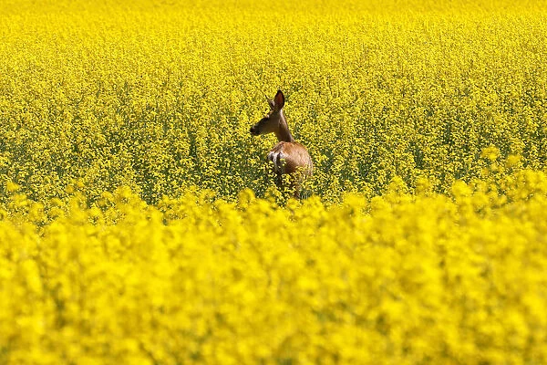 A deer feeds in a western Canadian canola field which are in full bloom this week
