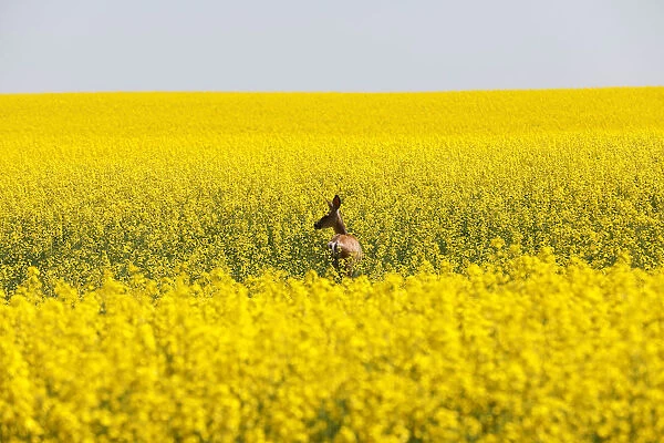 A deer feeds in a western Canadian canola field that is in full bloom before it will be